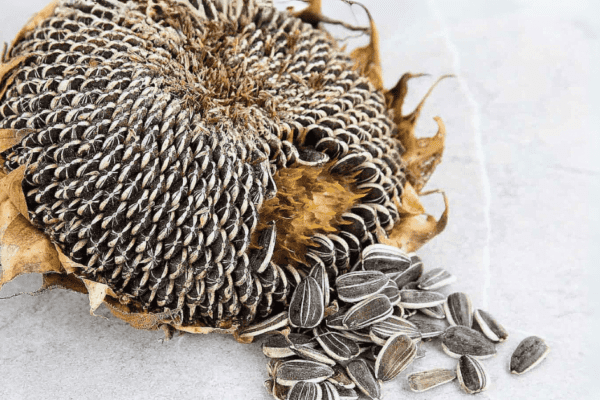 Sunflower Seeds