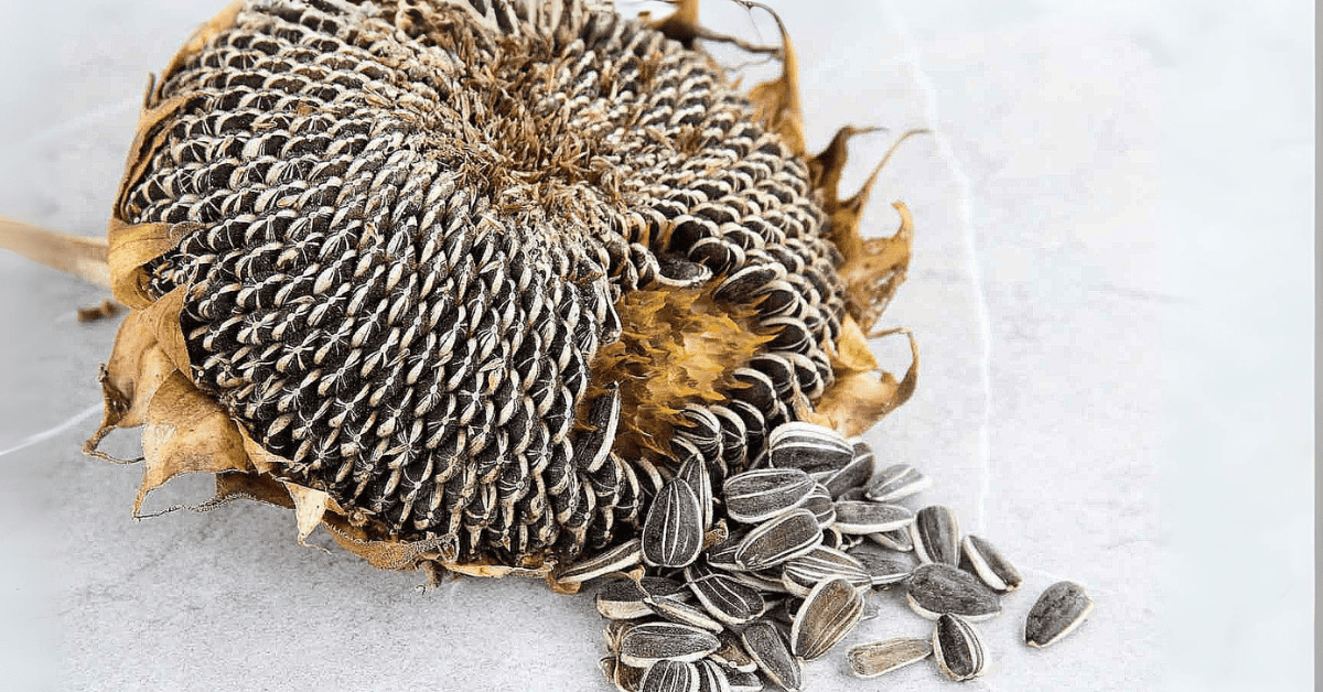 Sunflower Seeds