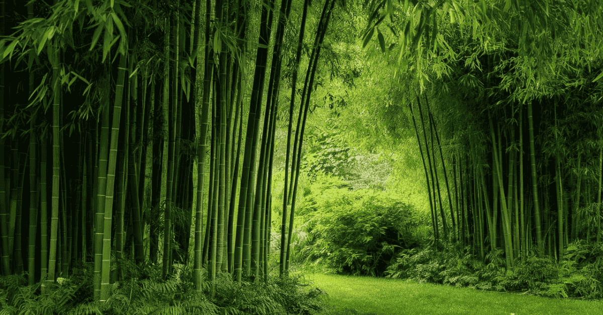 World Bamboo Day