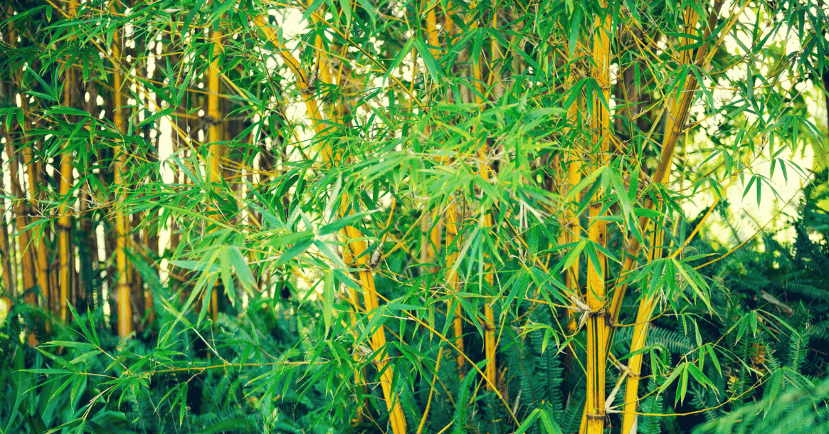 World Bamboo Day