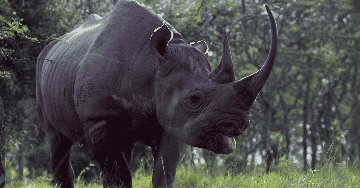 World Rhino Day