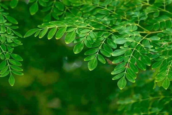 Moringa