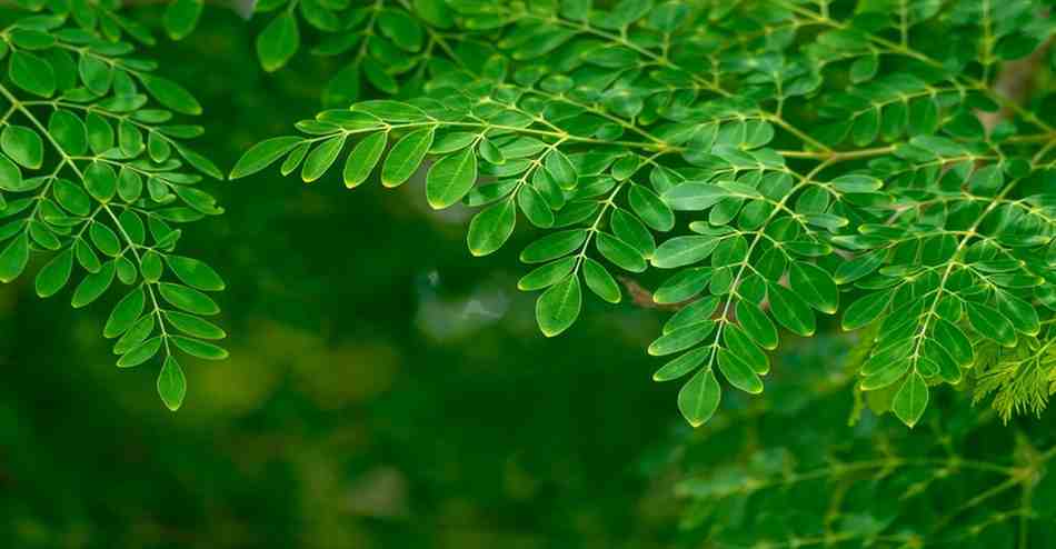 Moringa