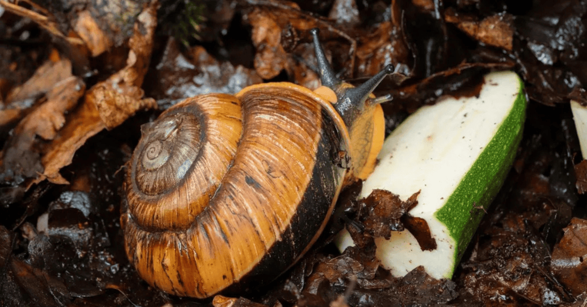 7 Critical Secrets in Longleat’s Snail Breed Program Saving a Species 3 Longleat’s New Snail Breeding Program