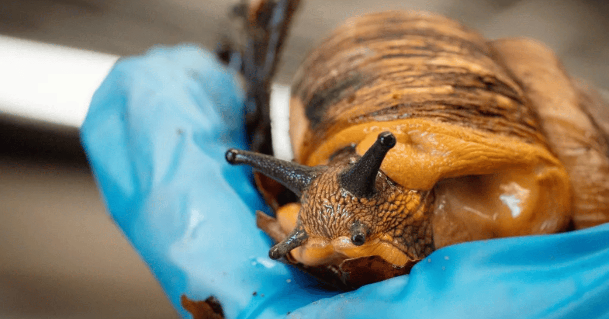 7 Critical Secrets in Longleat’s Snail Breed Program Saving a Species 2 Longleat’s New Snail Breeding Program