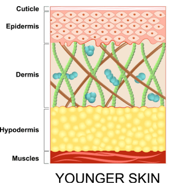 Most collagen supplements on the market