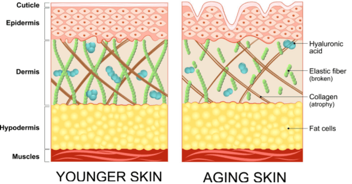 Can Your Collagen Pass This 10-Second Kitchen Test? (5 Hidden Signs You’re Wasting Your Money) 3 Most collagen supplements on the market