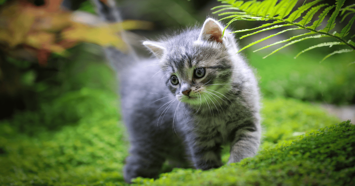 10 Must-Have Pet Supplies for a Happy Home – One-Stop Hub for Dogs to Fish 3 Pet Supplies for a Happy Home
