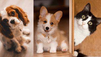 Pet Supplies for a Happy Home