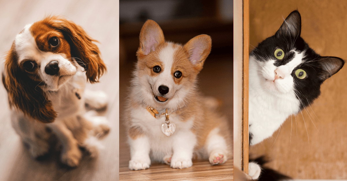 Pet Supplies for a Happy Home